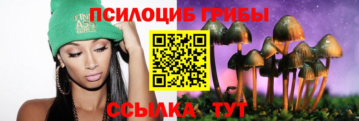 Галлюциногенные грибы Psilocybe Курчалой